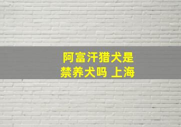 阿富汗猎犬是禁养犬吗 上海